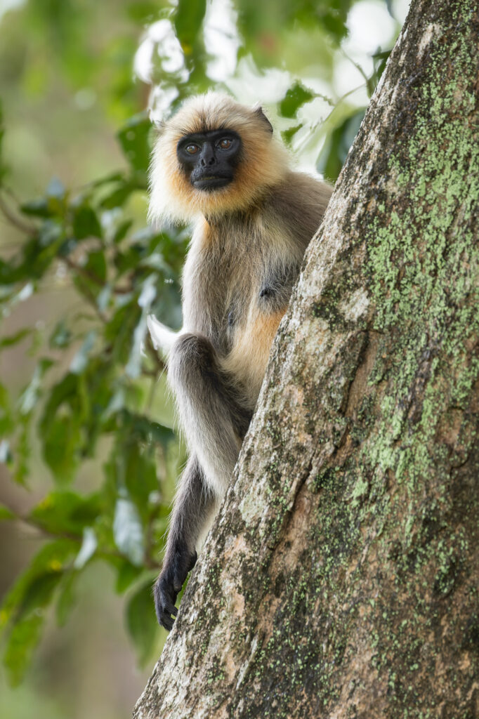A tufted gray langur sits in a branch surveying the forest, Nagarhole National Park, India.