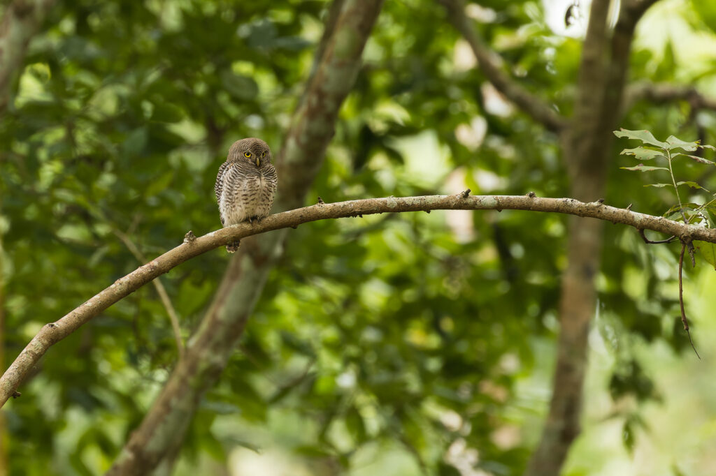 A tiny jungle owlet perches in the dark canopy of the forest, Nagarhole National Park, India.