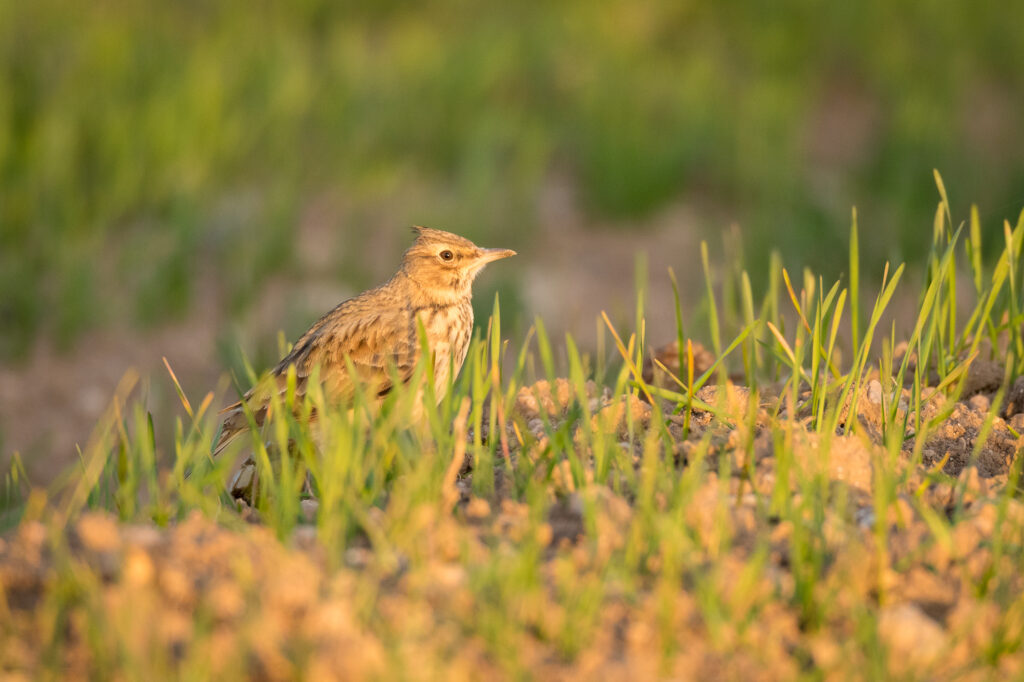 A crested lark sits at the edge of a field, Barcelona, Spain.