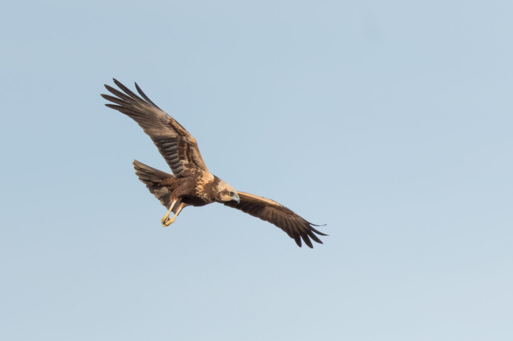 A eurasian marsh-harrier flies low over a marshland, Barcelona, Spain.