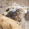 A little owl hides among a rock pile, Barcelona, Spain.