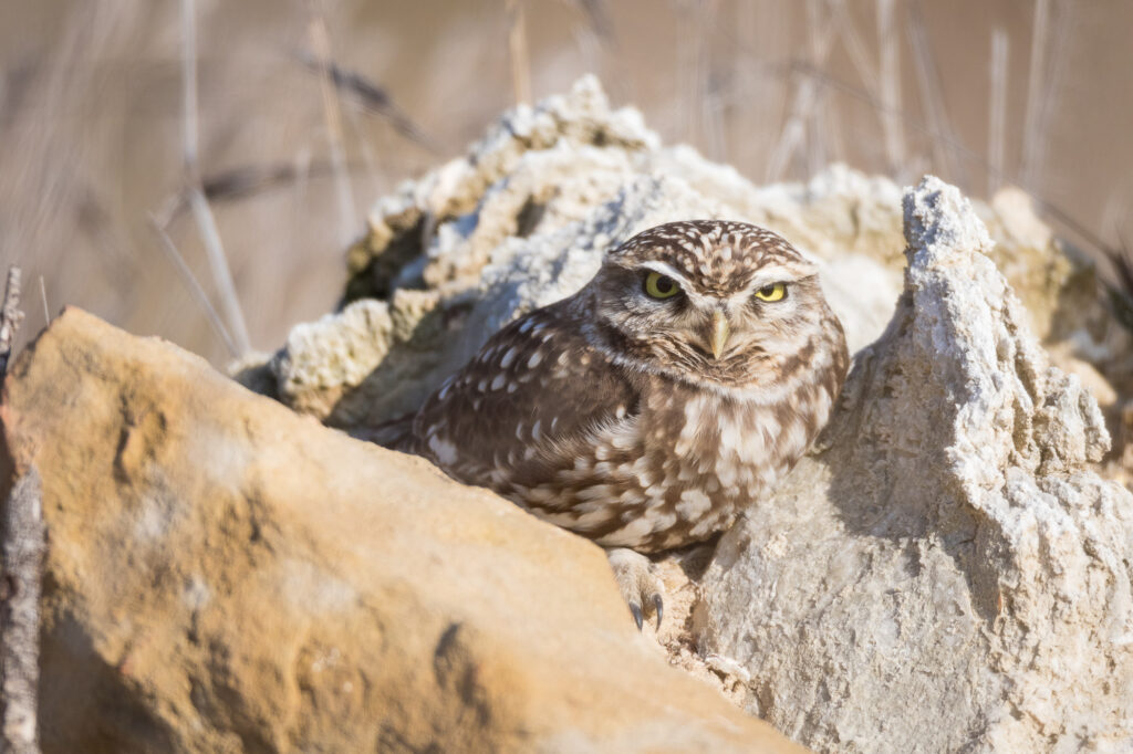 A little owl hides among a rock pile, Barcelona, Spain.