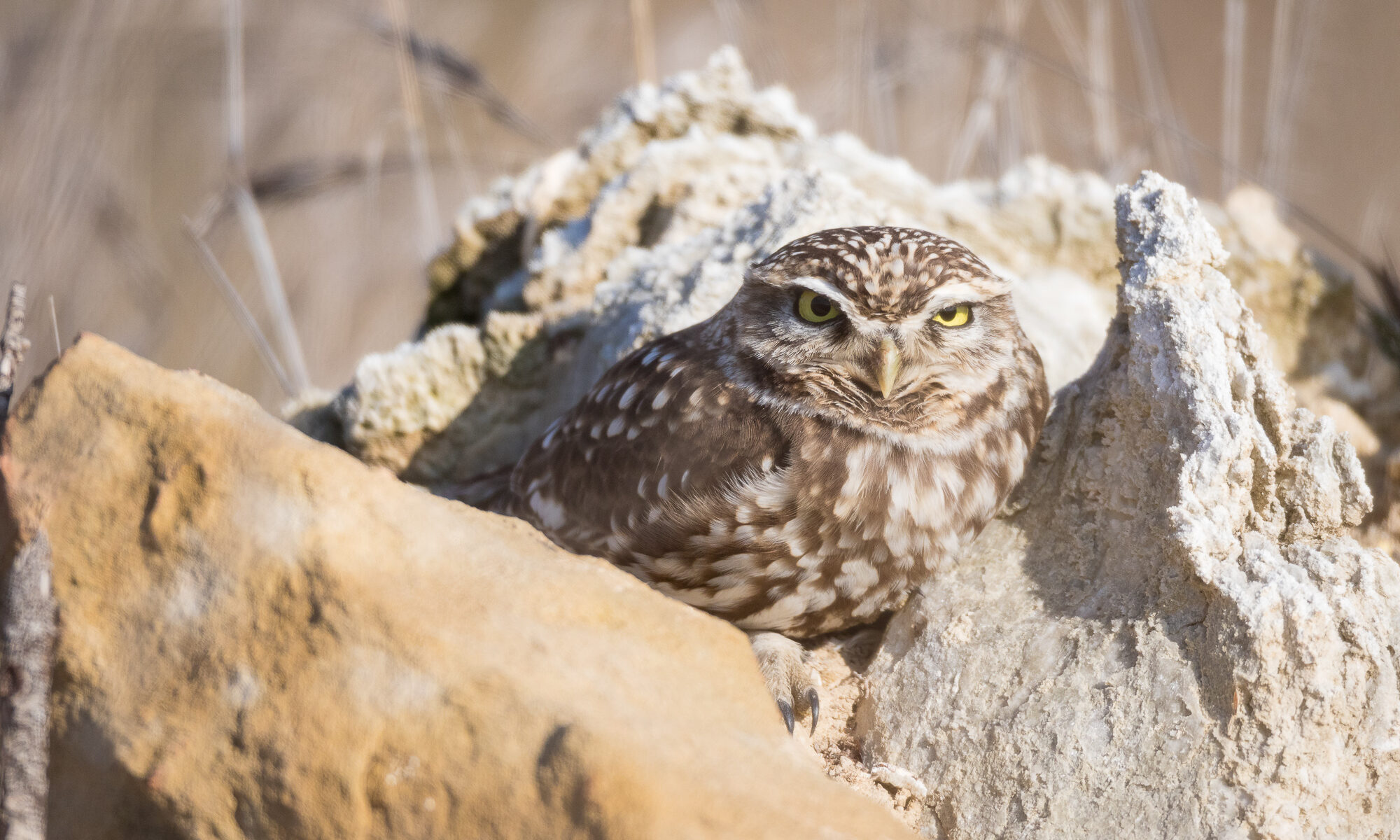 A little owl hides among a rock pile, Barcelona, Spain.
