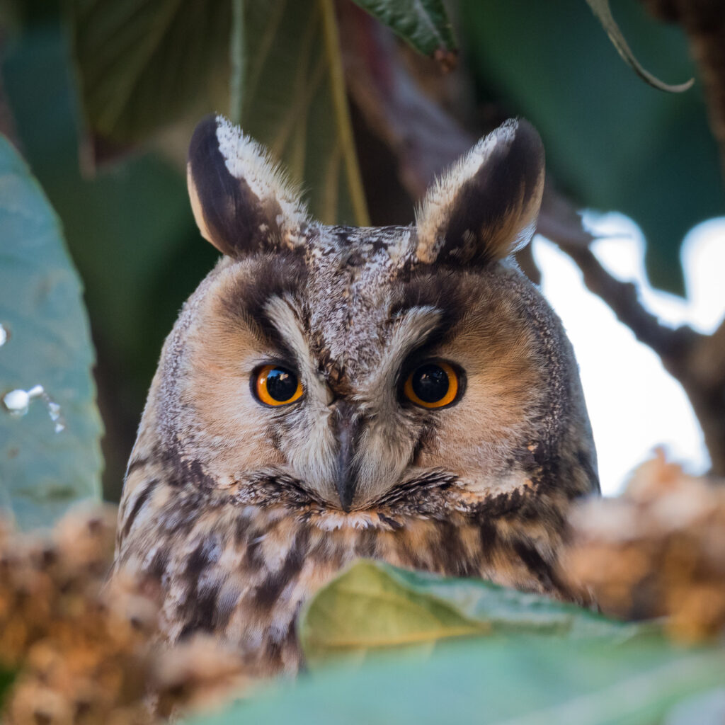 A long-eared owl hides in the canopy of a fig tree, Barcelona, Spain.