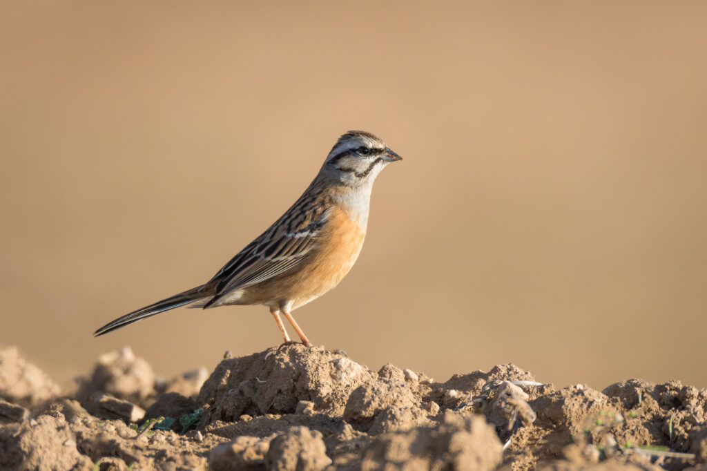 A rock bunting stands atop a small rock, Barcelona, Spain.