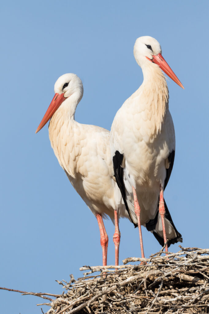 Two white storks stand in a large nest, Barcelona, Spain.