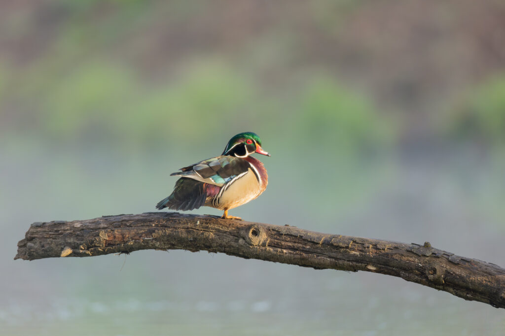 A wood duck drake stands on the end of a branch overlooking a pond, Salmon Creek, Vancouver, WA.