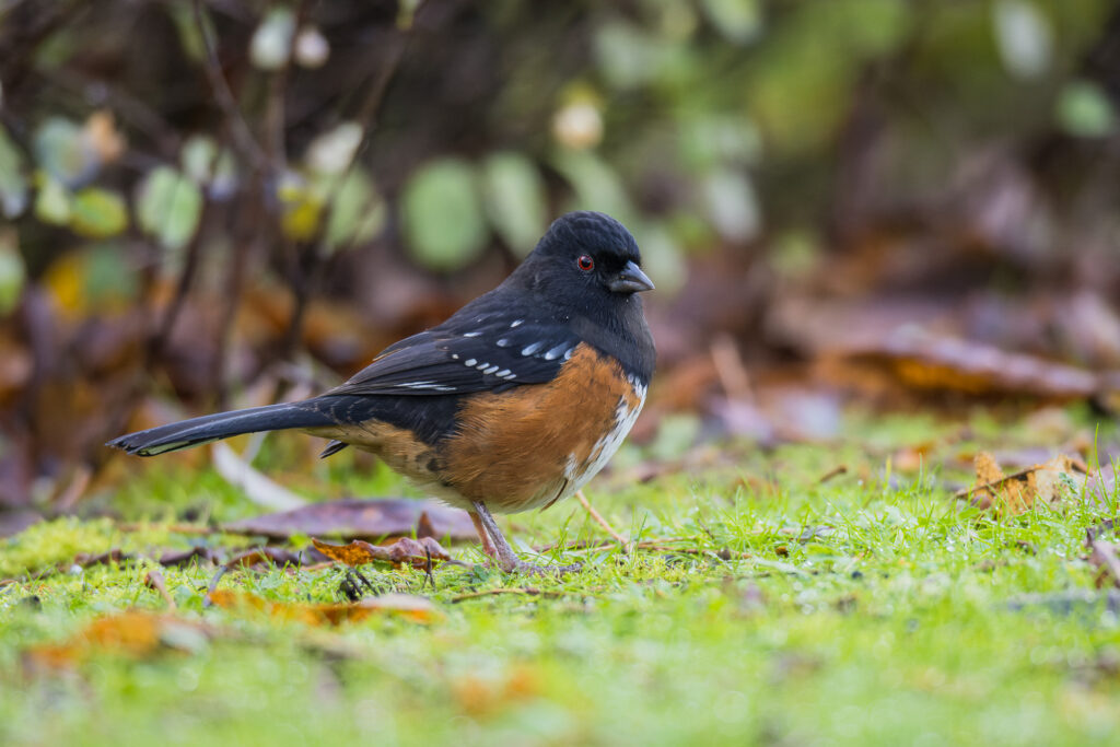 A spotted towhee moves across the ground looking for food, Salmon Creek, Vancouver, WA.