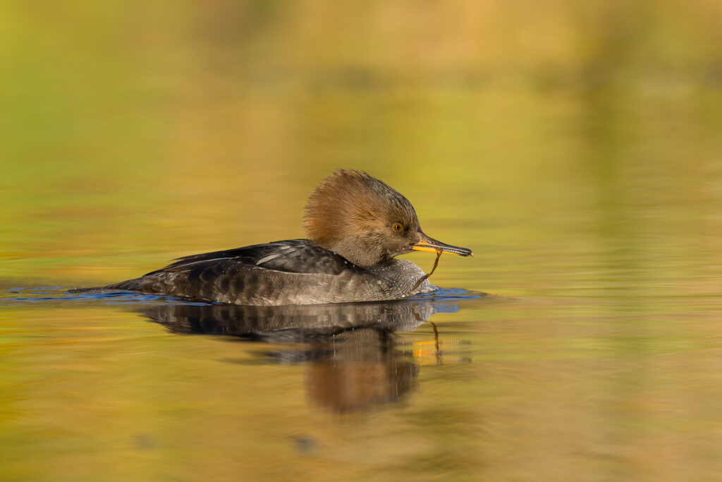 A female hooded merganser plucks a worm from the bottom of a pond, Salmon Creek, Vancouver, WA.