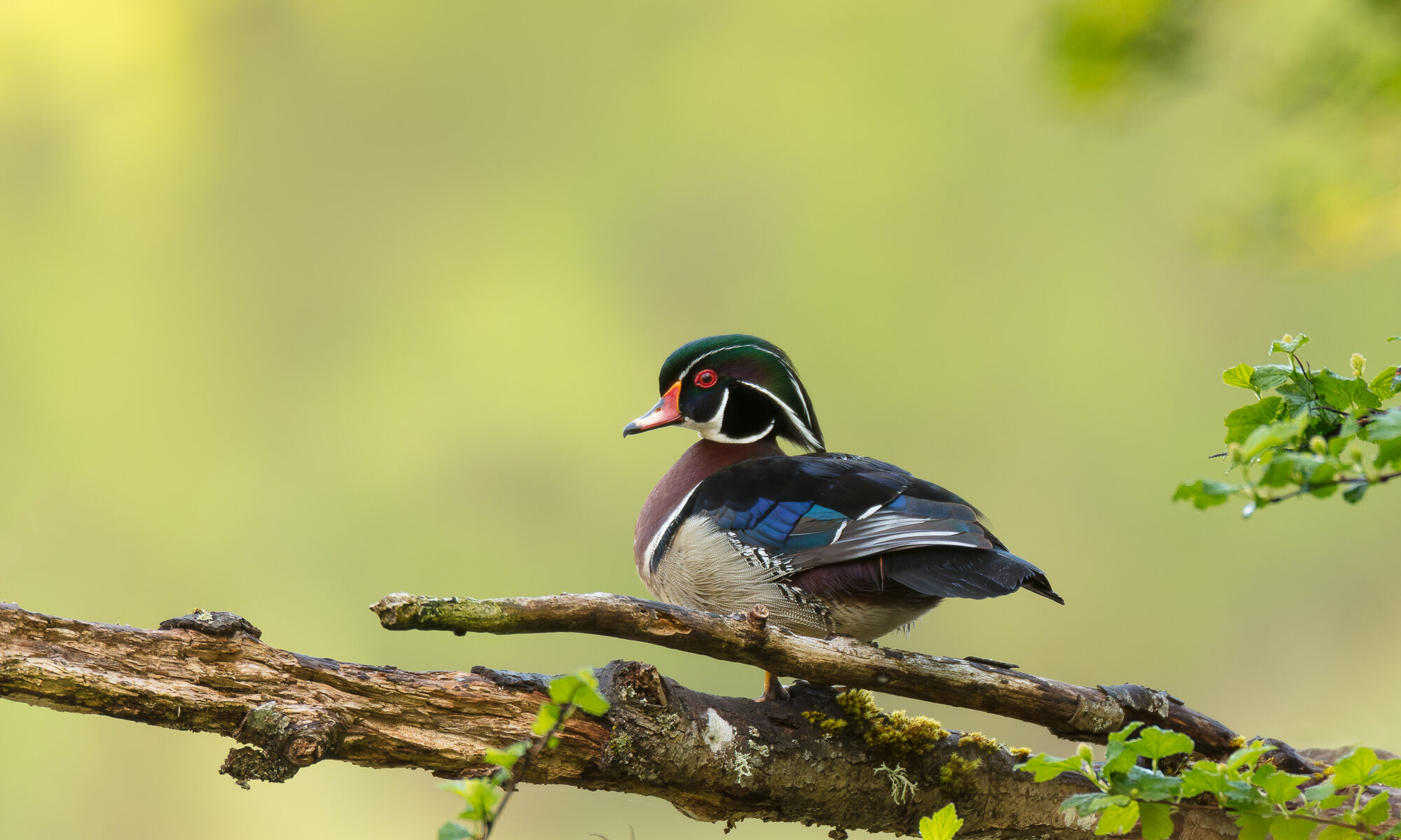 A wood duck drake stands on the end of a branch overlooking a pond, Salmon Creek, Vancouver, WA.