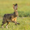 A blacktail jackrabbit lopes through the grass at Shoreline Lake, Mountain View, CA