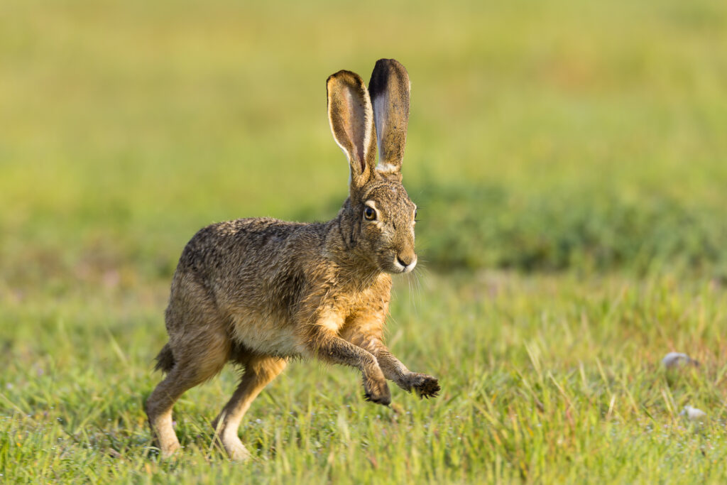 A blacktail jackrabbit lopes through the grass at Shoreline Lake, Mountain View, CA