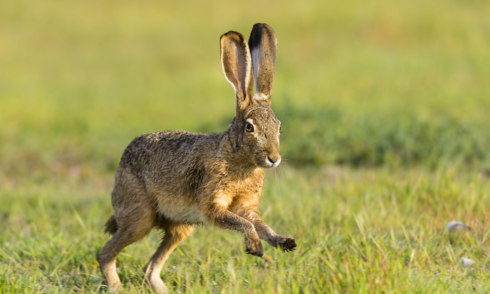 A blacktail jackrabbit lopes through the grass at Shoreline Lake, Mountain View, CA