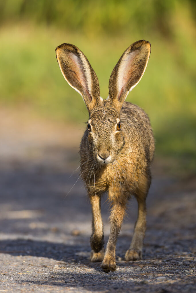 A blacktail jackrabbit lopes along a path at Shoreline Lake, Mountain View, CA
