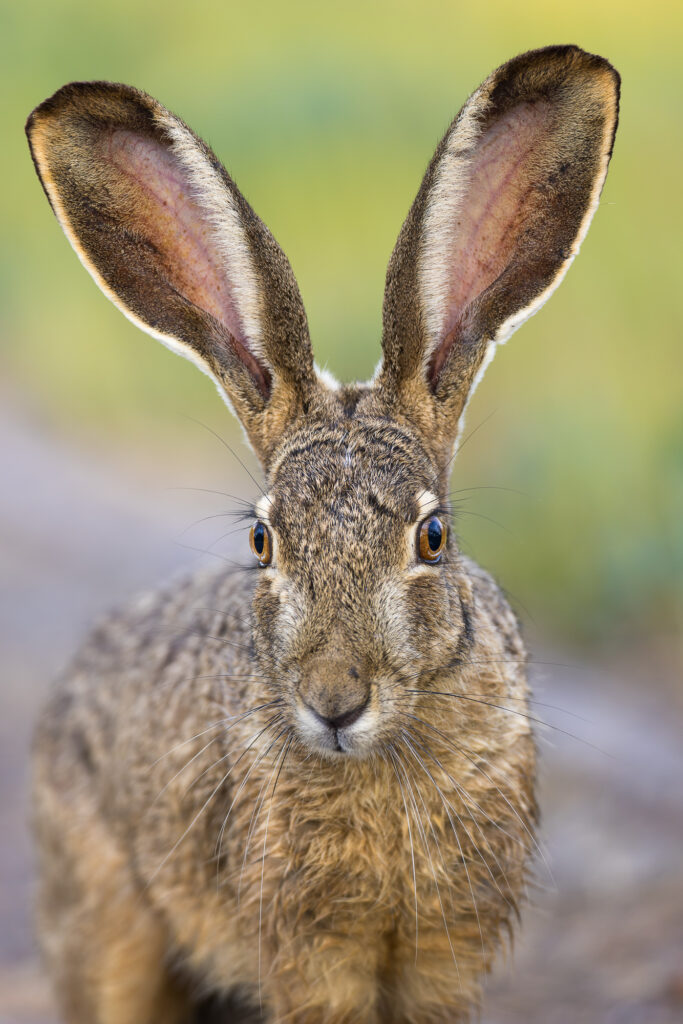 A blacktail jackrabbit lopes along a path at Shoreline Lake, Mountain View, CA
