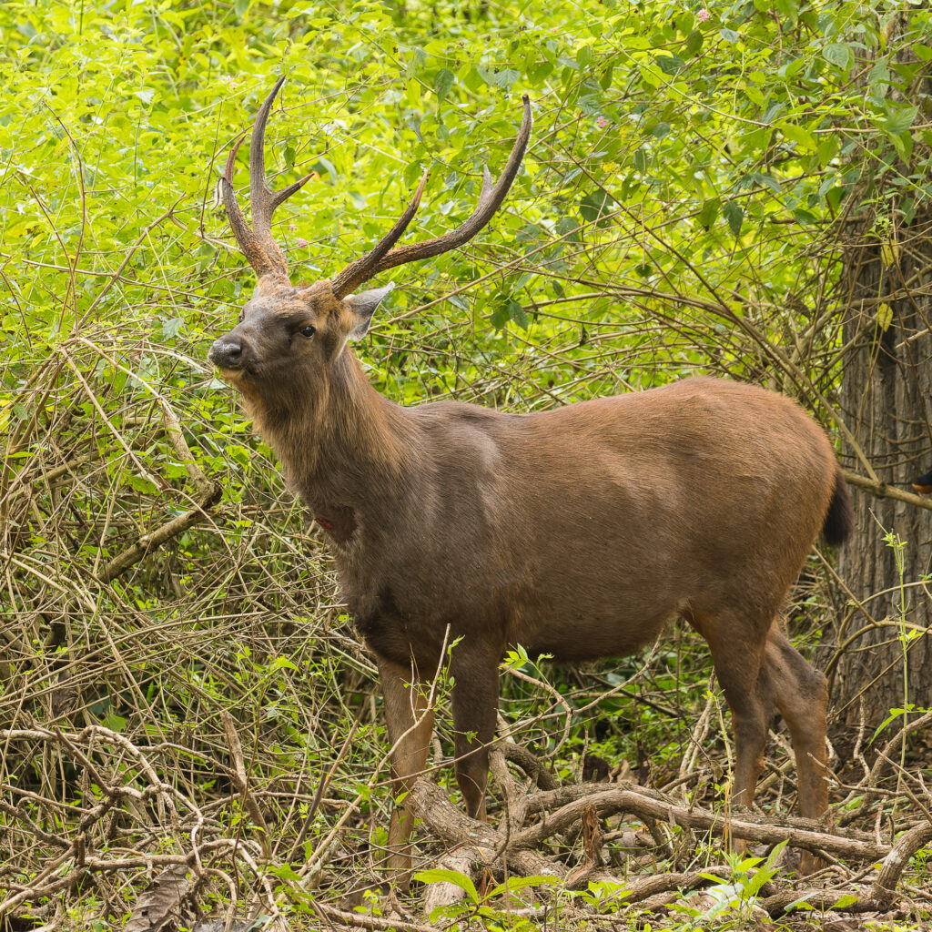 A sambar deer forages in the thick underbrush of the forest, Nagarhole National Park, India.